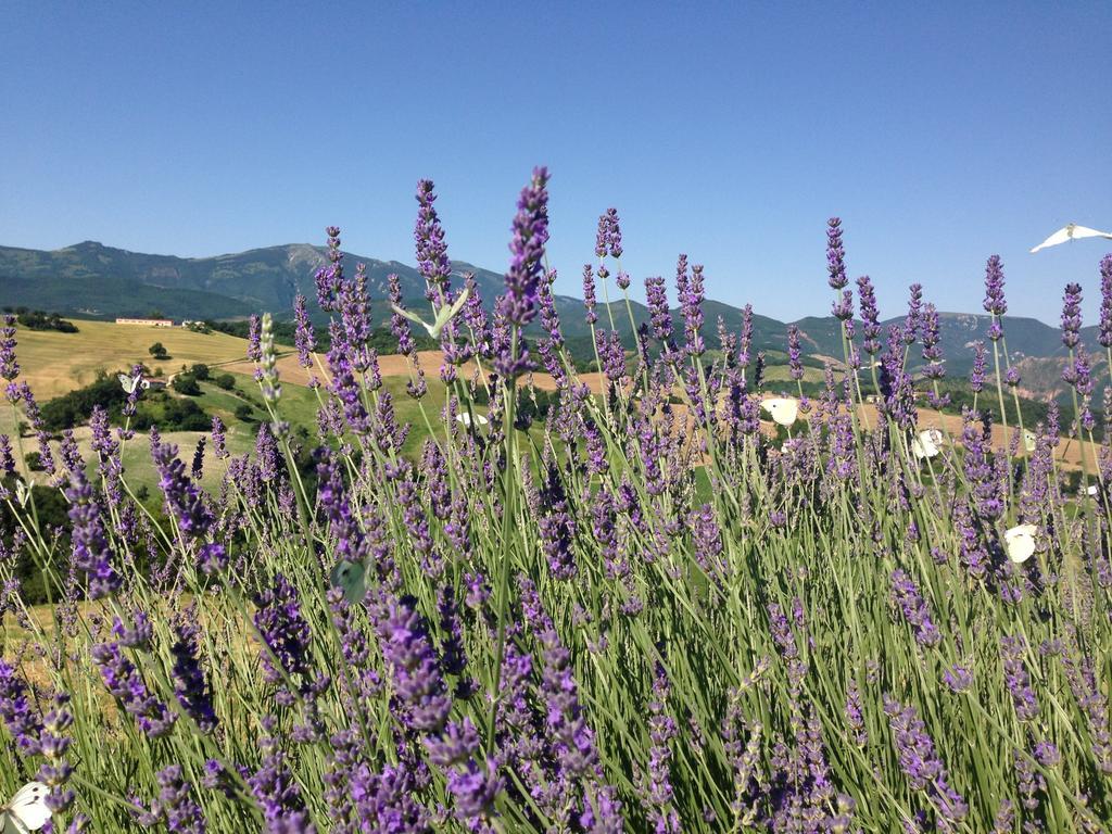 Agriturismo Il Fienile Di Ca Battista Cagli Exterior photo